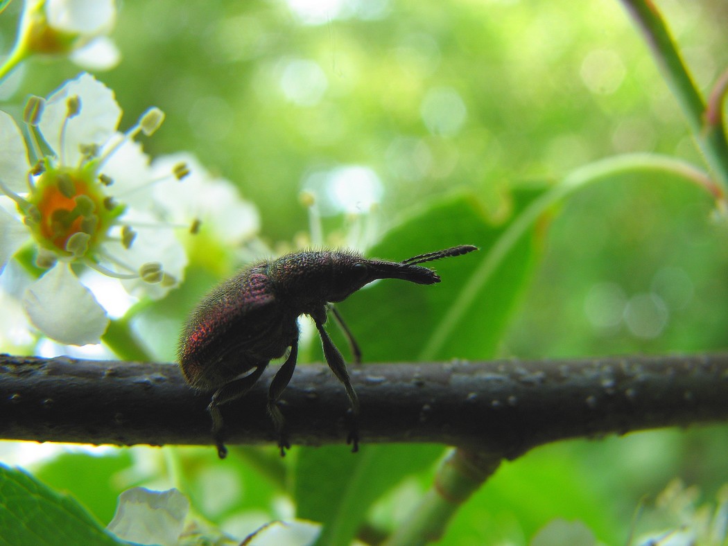 Svariati coleotteri da identificare